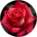 Emma profile picture